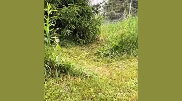 Optical Illusion, Optical Illusion Pictures, Optical Illusion Viral Picture, Optical Illusion Animal Picture, Optical Illusion Viral Photos, Optical Illusion Latest, about optical illusion,Optical Illusion photos, Optical Illusion pictures, Optical Illusion images