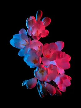 flower 1 - unsplash (1)