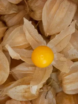 gooseberry 1 - unsplash (1)