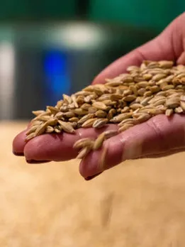 grains 3 - unsplah (1)