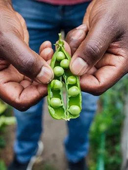 green peas 2 - unsplash (1)