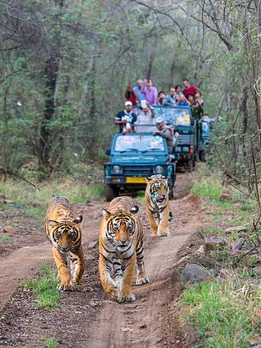 indian national parks 4 - unspalsh (1)
