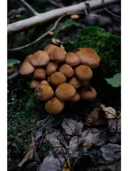 mushroom 9 - unspalsh (1)