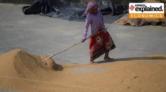 What govt curbs on exporting rice mean for India and the world