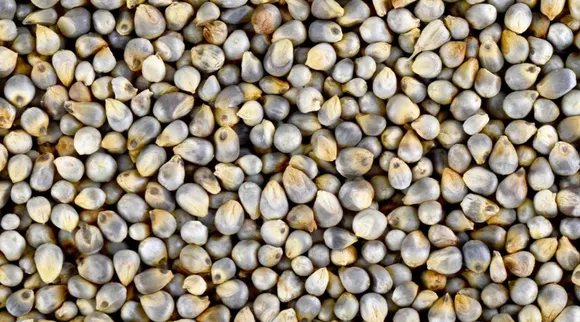raw jowar to prevent diabetes, heart trouble in tamil