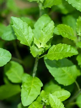 tulsi 1 - unsplash (1)