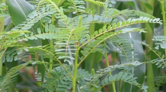 Agaththi keerai, Agaththi keerai benefits, Agaththi keerai, அகத்திக் கீரை நன்மைகள், அகத்திக் கீரை, மருத்துவ குணம், பயன்கள், இயற்கை மருத்துவம், ஆரோக்கியம், Agathi Keerai, benefits, natural medicine, health, Vegetable hummingbird