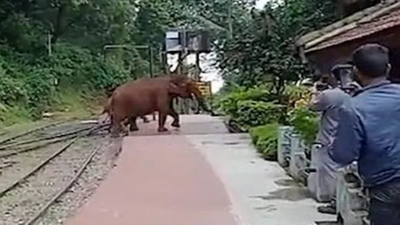 Wild elephants roam the Nilgiri railway stations
