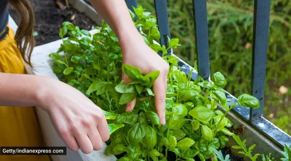 Gardening Tips