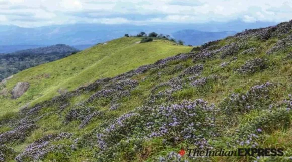 Neelakurinji, Neelakurinji blooms, Kallipara Neelakurinji, Neelakurinji flowers, rare Neelakurinji flowers, நீலக் குறிஞ்சி, நீலக் குறிஞ்சி பூக்கள், நீலக் குறிஞ்சி மலர்கள், கேரளாவில் கள்ளிபாரா மலைகளில் பூத்துக் குலுங்கும் நீலக் குறிஞ்சி, அரிய வகை நீலக் குறிஞ்சி மலர்கள், Kerala, Idukki Neelakurinji flowers, Indian Express Tamil
