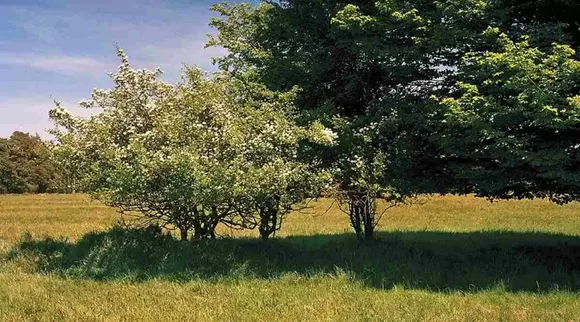 Optical Illusion, Optical Illusion Pictures, Optical Illusion Viral Picture, Optical Illusion Animal Picture, Optical Illusion Viral Photos, Optical Illusion Latest, about optical illusion,Optical Illusion photos, Optical Illusion pictures, Optical Illusion images