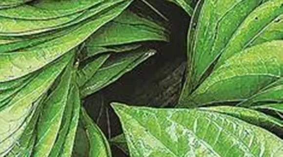 Vetrilai juice benefits, betel juice benefits for health, Betel Juice, Vetrilai juice, Vetrilai juice for digest, வெற்றிலைச் சாறு நன்மைகள், உணவுக்குப் பிறகு 2 ஸ்பூன் வெற்றிலைச் சாறு, Vetrilai, Betel leaf, Betel leaves