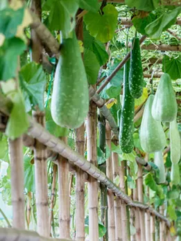 bottle gourd 3 - unsplash (1)