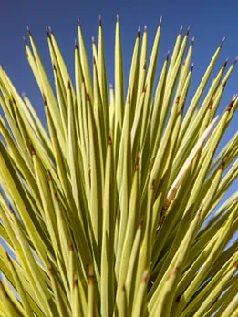 cactus 1 - unsplash (1)