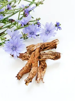 chicory 3 - unsplash (1)
