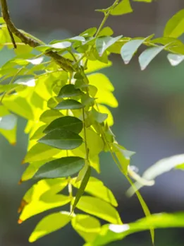 curry leaves 1 - unsplash (1)