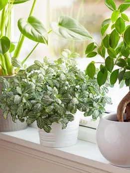 house plants 1 - usplash (1)