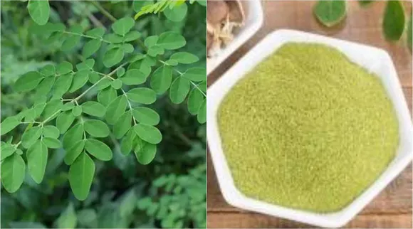 Diabetes, Moringa for diabetes, Moringa leaves for diabetes, Moringa benefits, முருங்கை இலை, முருங்கை கீரை, சர்க்கரையைக் கட்டுப்படுத்த முருங்கை இலை, Murugai leaves for, Moringa leaves benefits, Murungai leaves for Diabetes, Murungai leaves benefits