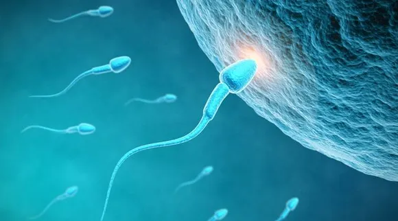 Is there a difference between male and female sperms?