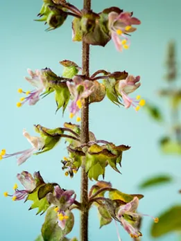 tulsi 2 - unspalsh (1)