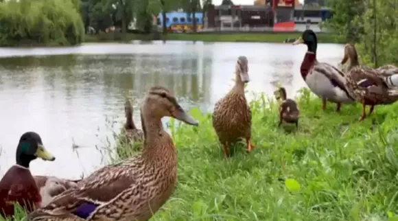 Optical Illusion, Optical Illusion Pictures, Optical Illusion Viral Picture, Optical Illusion Animal Picture, Optical Illusion Viral Photos, ஆப்டிகல் இல்யூஷன், ஆப்டிகல் இல்யூஷன் படம், யானையைக் கண்டுபிடியுங்கள், ஆப்டிகல் இல்யூஷன் சவால், Optical Illusion Latest, about optical illusion,Optical Illusion photos, Optical Illusion pictures, Optical Illusion images