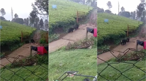 வீடியோ: கோத்தகிரியில் குடியிருப்பு பகுதியில் உலா வந்த 2 கரடிகள்; பொதுமக்கள் பீதி