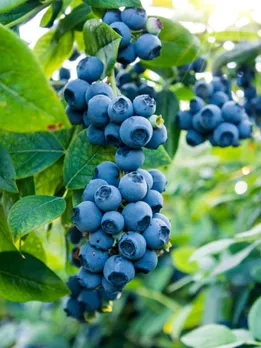 blueberry 5 -unsplash (1)