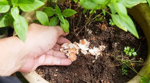 Gardening Tips