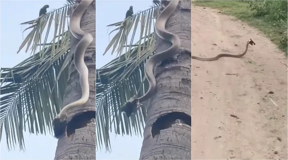 snake climbing tree video, how snakes climb trees, can snakes climb trees, snake climbing video, snake climbing tree, Snake climbing on Coconut tree, viral video, snake viral video, Snake climbing on Coconut tree and catching a bird video