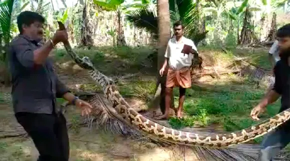 Video: Mountain snake caught, Handover to Coimbatore Forest Department Tamil News