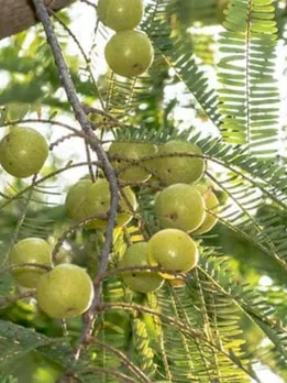 tree-7602172__340 (1)