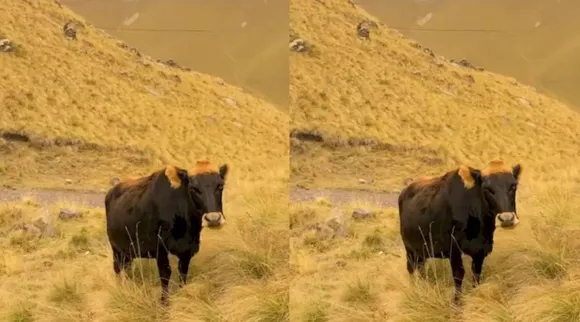 Optical Illusion, Optical Illusion Pictures, Optical Illusion Viral Picture, Optical Illusion Animal Picture, ஆப்டிகல் இல்யூஷன், ஆப்டிகல் இல்யூஷன் படம், ஆப்டிகல் இல்யூஷன் சவால், Optical Illusion Viral Photos, Optical Illusion Latest, about optical illusion,Optical Illusion photos, Optical Illusion pictures, Optical Illusion images