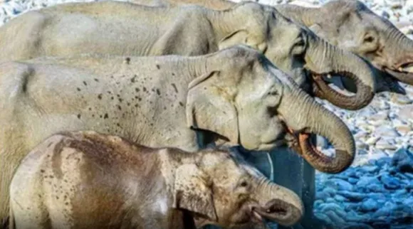 Optical Illusion, Optical Illusion Pictures, Optical Illusion Viral Picture, Optical Illusion Animal Picture, ஆப்டிகல் இல்யூஷன், ஆப்டிகல் இல்யூஷன் படம், ஆப்டிகல் இல்யூஷன் சவால், Optical Illusion Viral Photos, Optical Illusion Latest, about optical illusion,Optical Illusion photos, Optical Illusion pictures, Optical Illusion images