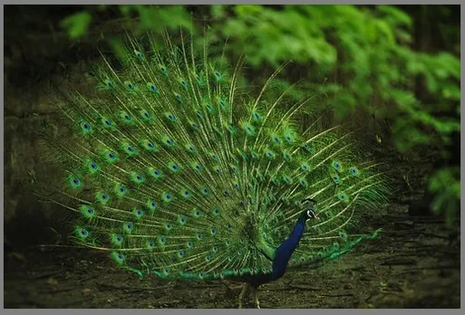 Peacock