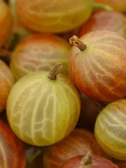 gooseberry-3480623__340 (1)