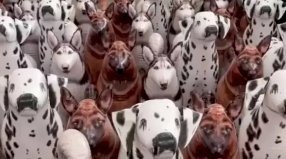 Optical Illusion, Optical Illusion Pictures, Optical Illusion Viral Picture, Optical Illusion Animal Picture, ஆப்டிகல் இல்யூஷன், ஆப்டிகல் இல்யூஷன் படம், ஆப்டிகல் இல்யூஷன் சவால், Optical Illusion Viral Photos, Optical Illusion Latest, about optical illusion,Optical Illusion photos, Optical Illusion pictures, Optical Illusion images