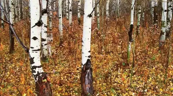 Optical Illusion, Optical Illusion Pictures, Optical Illusion Viral Picture, Optical Illusion Animal Picture, Optical Illusion Viral Photos, Optical Illusion Latest, about optical illusion,Optical Illusion photos, Optical Illusion pictures, Optical Illusion images