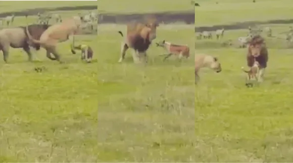 viral video, Dog fights with Two Lions, A Dog fights with Lion, viral video, சிங்கத்துடன் சண்டையிடும் நாய், வைரல் வீடியோ