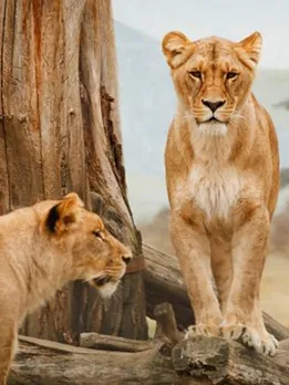 lions-21787__340 (1)