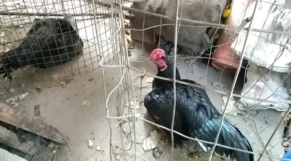 Puducherry Cockfighting: 2 arrested released on bail; rooster locked 5 days tamil news
