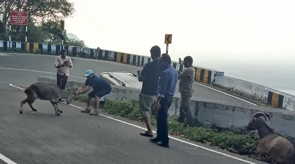 Valparai: two from Kerala arrested for harassing Nilgiri tahr tamil news