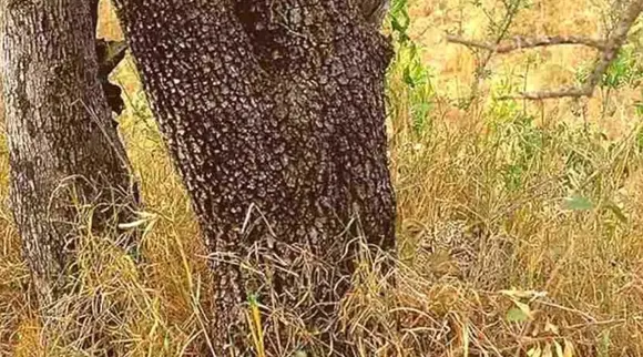 Optical Illusion, Optical Illusion Pictures, Optical Illusion Viral Picture, Optical Illusion Animal Picture, ஆப்டிகல் இல்யூஷன், ஆப்டிகல் இல்யூஷன் சவால், ஆப்டிகல் இல்யூஷன் படம், ஜாகுவாரைக் கண்டுபிடிக்க முடியுமா? ஜாகுவார், Optical Illusion Viral Photos, Optical Illusion Latest, about optical illusion,Optical Illusion photos, Optical Illusion pictures, Optical Illusion images, can you spot Jaguar