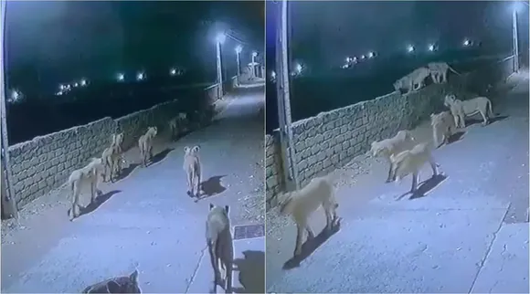 viral video, lions roaming at streets of Gujarat, lions roaming at streets video, lions roaming video, வைரல் வீடியோ, குஜராத் தெருக்களில் உலா வரும் சிங்கம் வீடியோ