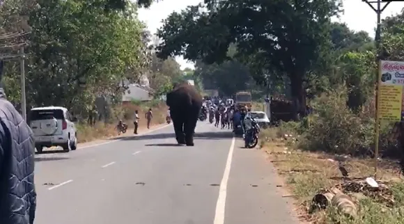 வனப் பகுதியில் இருந்து வெளியேறி மீண்டும் ஊருக்குள் புகுந்த மக்னா யானை: வனத்துறையினர் தீவிர கண்காணிப்பு