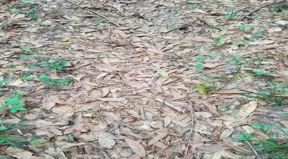 Optical Illusion, Optical Illusion Pictures, Optical Illusion Viral Picture, Optical Illusion Animal Picture, ஆப்டிகல் இல்யூஷன், ஆப்டிகல் இல்யூஷன் சவால், ஆப்டிகல் இல்யூஷன் படம், பாம்பை கண்டுபிடிக்க முடியுமா? Optical Illusion Viral Photos, Optical Illusion Latest, about optical illusion,Optical Illusion photos, Optical Illusion pictures, Optical Illusion images, can you spot Snake, can you spot Serpent