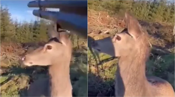 Deer hunts The hunters hunting mindset, Deer video goes viral, வேட்டைக்காரர் மனதை வேட்டையாடிய மான், மான் வைரல் வீடியோ, மான் வீடியோ, deer reveal love, deer viral video