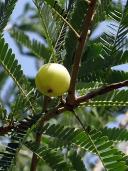 indian-gooseberry-337443__340 (1)