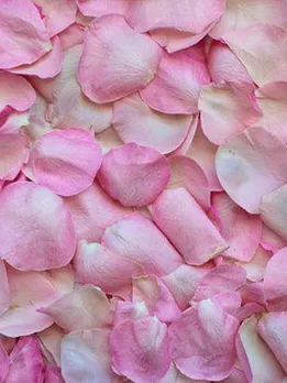 rose-petals-3194062__340 (1)