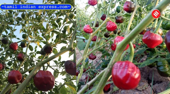 Ramanathapuram geocode for mundu chilli Tamil News