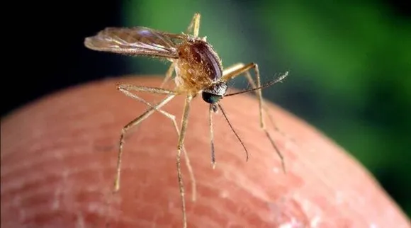 Culex-mosquito-20230317
